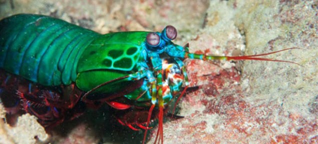 The Cancer-Spotting Smartphone Camera Inspired By Shrimps