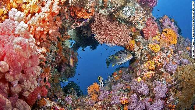 The Coral Triangle is one of the last places on earth where coral is as yet unaffected by warming and acidifying oceans. The colorful reefscape is a habitat for fish such as the sweetlips.