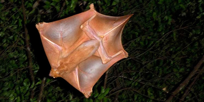 Absurd Creature of the Week: The Adorably Creepy Gliding Mammal That’s Basically Just a Big Flap of Skin