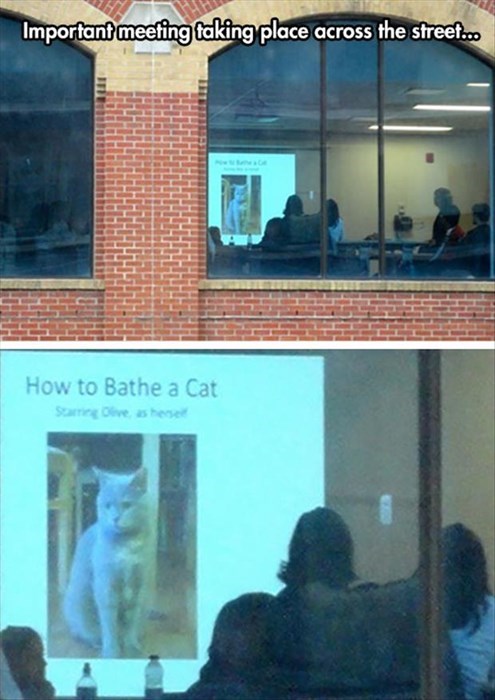 monday thru friday,meeting,Cats,g rated