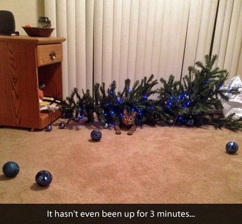 christmas,whoops,christmas tree,Cats,fail nation,g rated