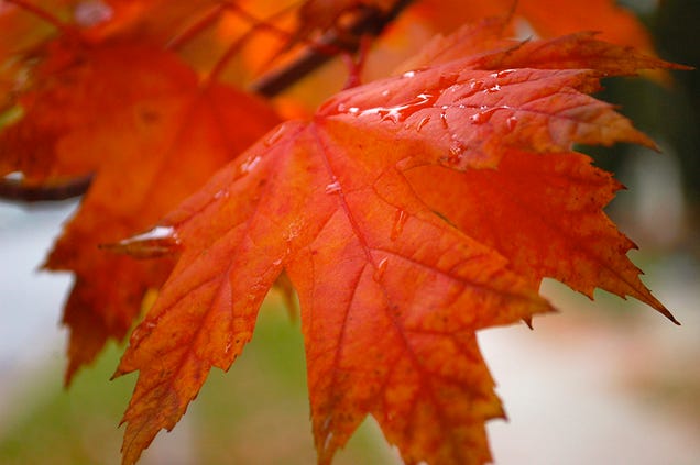 76 Stunning Photos Of Fall Leaves