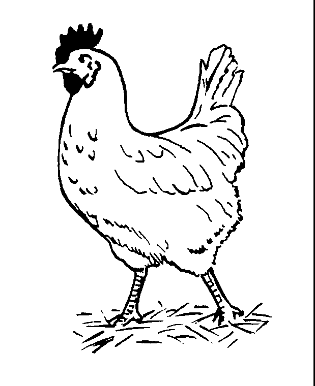 Print out and color pictures of a variety of birds