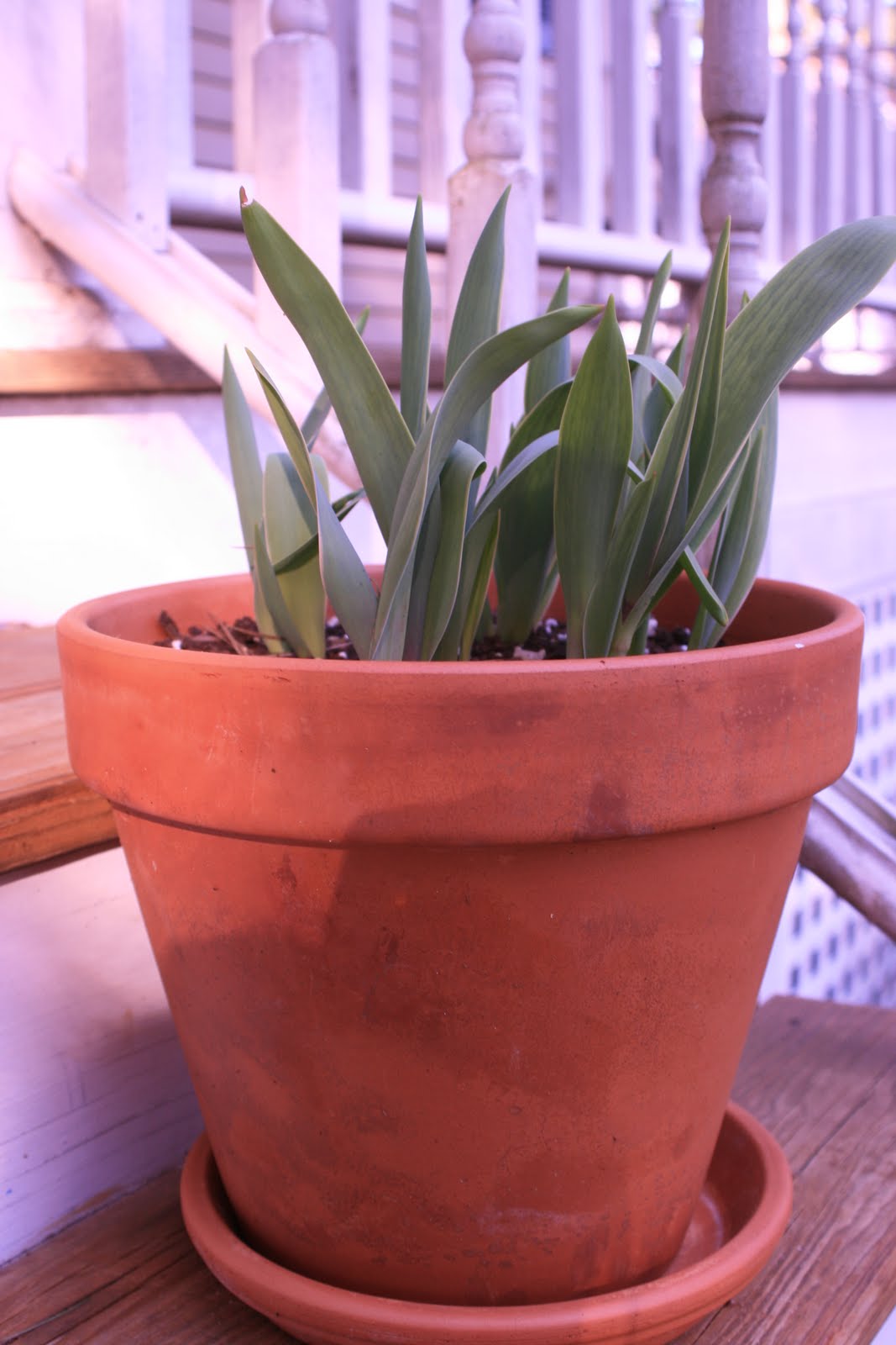 Sign of Spring #2...nearly budding tulips that my ever so thoughtful ...