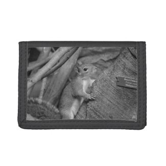 squirrel climbing ficus tree bw wallets