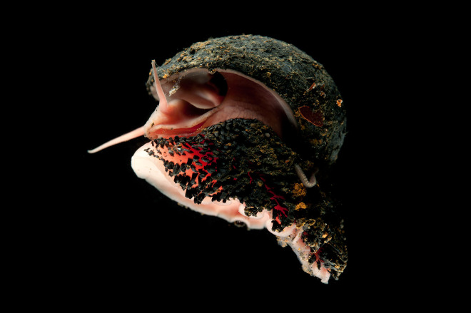 Absurd Creature of the Week: The Badass Snail That Has a Shell Made of Metal