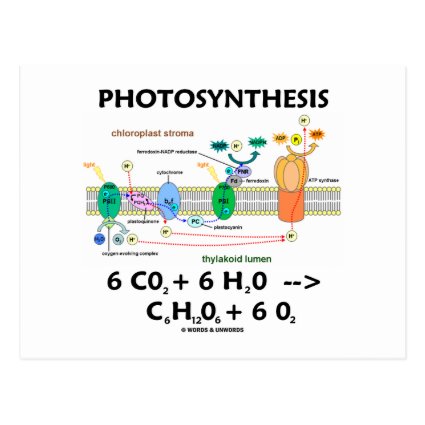 Photosynthesis (Carbon Dioxide + Water) Post Card