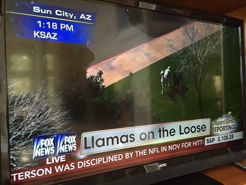 arizona,llamas,police,llamas on the loose,the great llama breakout of 2015,llamas on the lam