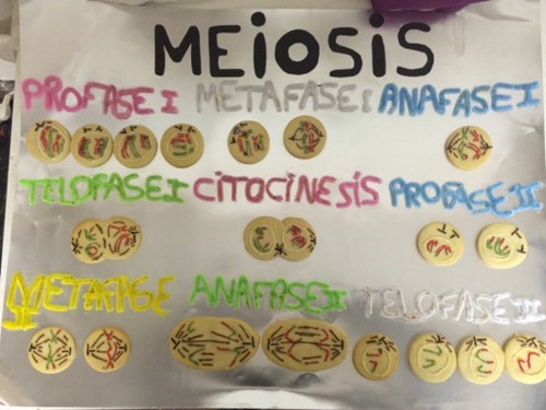 meiosis has never been so delicous