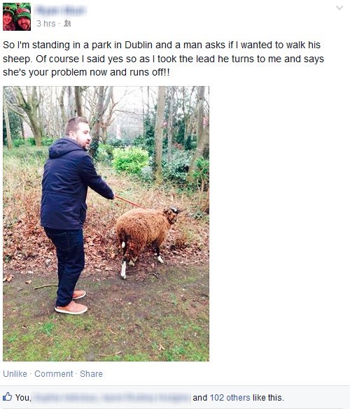 funny-facebook-fails-pets-sheep-prank