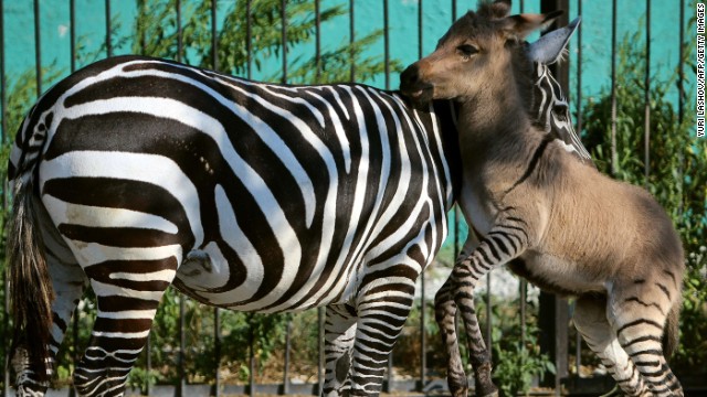 "Mom, why do the other kids call me Zebroid?"