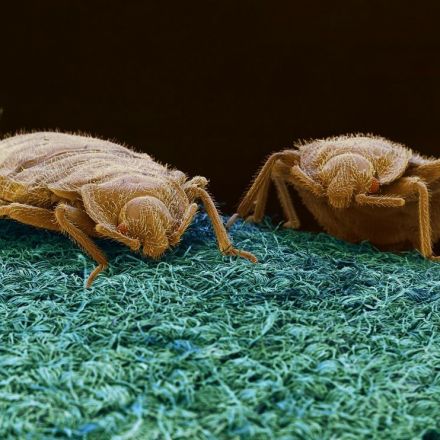 Bedbug bait and trap invented by Simon Fraser University scientists