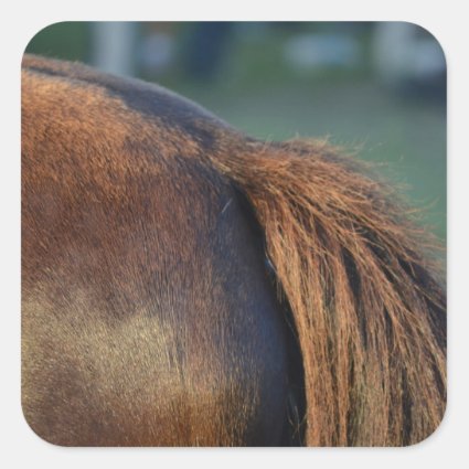 brown horse pony tail flank equine animal design square sticker