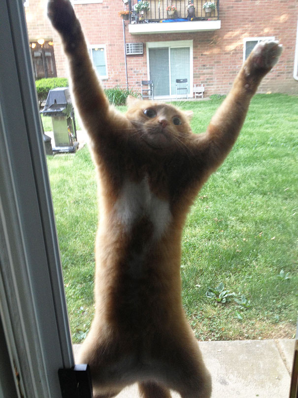 Let Me In!