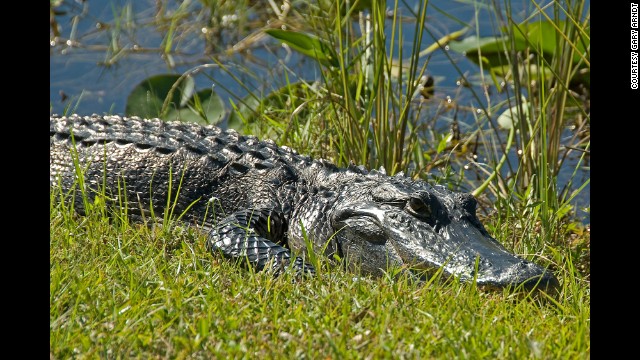 Everglades National Park in Florida is the largest protected wilderness area east of the Mississippi River.