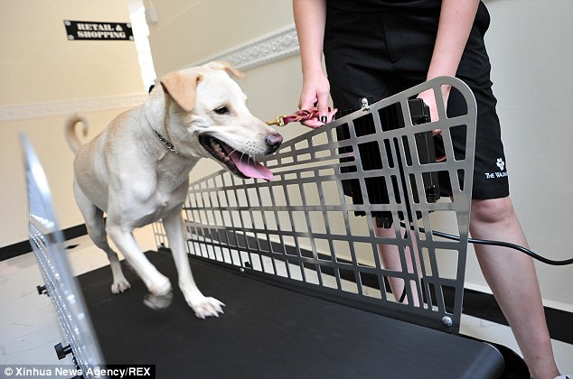 Work it out: Four-legged guests can work out on the treadmill