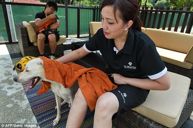 Exclusive: Guests are checked for behavioural issues and fleas and ticks before being admitted