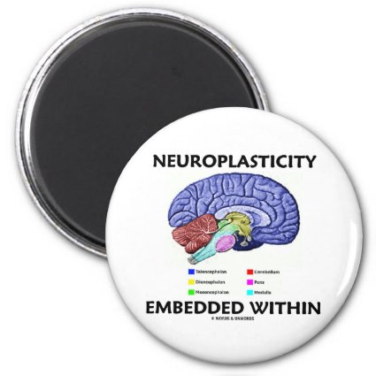 Neuroplasticity Embedded Within (Brain Anatomy) Fridge Magnet