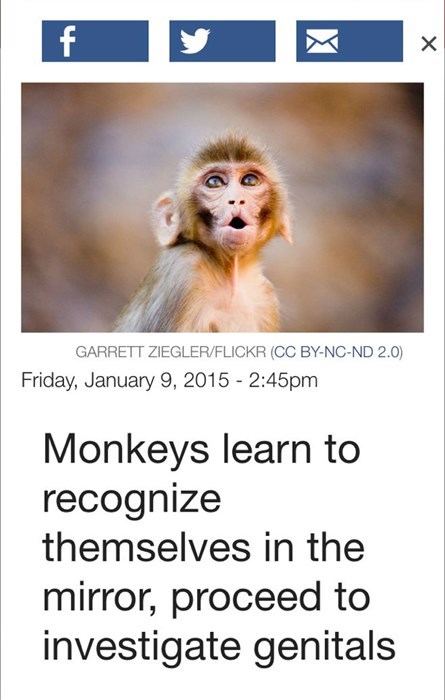monkeys love their genitals