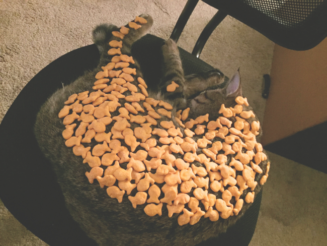 How many Gold Fish can you fit on your cat before it wakes up