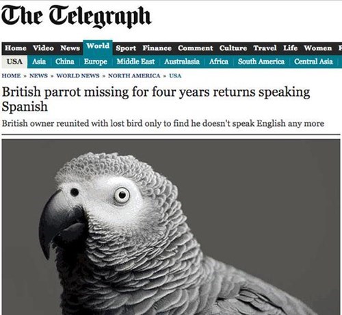 news,pets,Probably bad News,parrot,fail nation,g rated