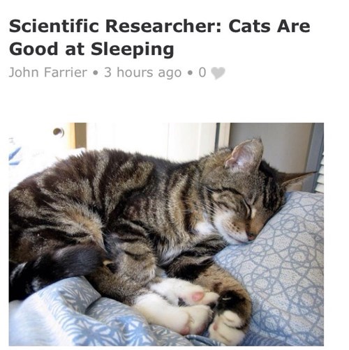 cats are good at sleeping says science