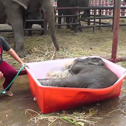Baby Elephant Bathing "Double trouble"