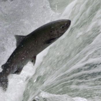 Chinook salmon could be wiped out by 2100, new study claims
