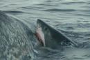VIDEO. Des requins dévorent une baleine