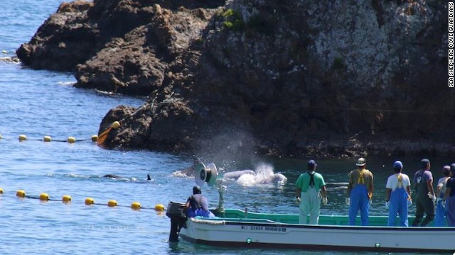 According to Sea Shepherd, the dolphin hunters "smiled and laughed" as they continued to herd the pod.
