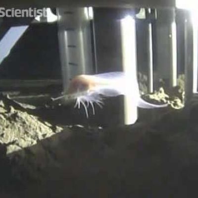 Sea ghost breaks record for deepest living fish