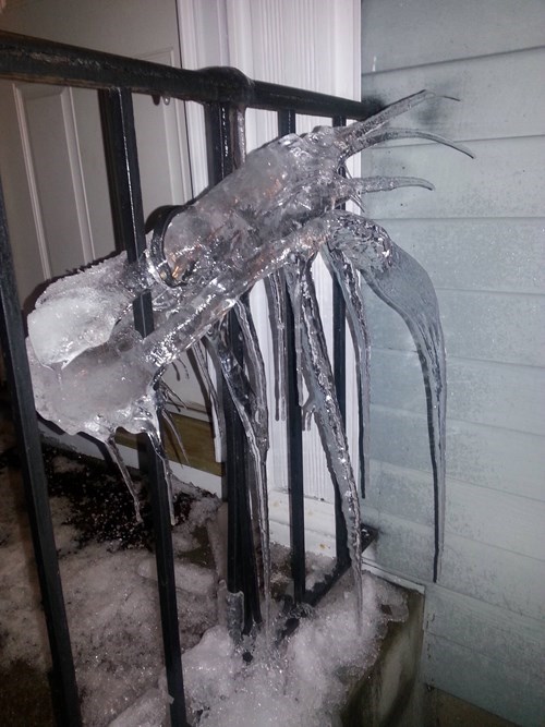 epic-win-pics-lobster-ice-winter