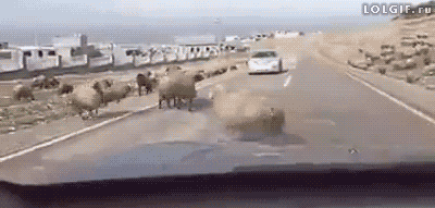 funny-fail-gifs-animals-ram-sheep-cars