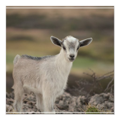 Adorable Kid Goat 5.25x5.25 Square Paper Invitation Card