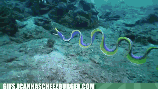 Animal Gifs: Blue Ribbon Eel Swimming