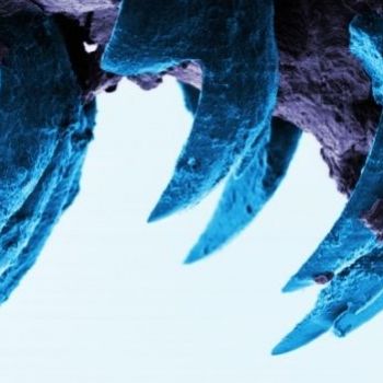 Limpet teeth are strongest natural material known