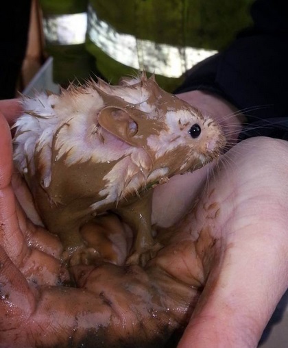 Top 10 Dirty Animals Covered in Mud