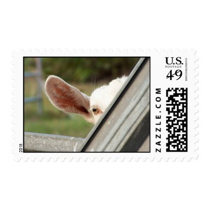 Peek a boo white goat! Cute goat waiting picture Postage Stamp