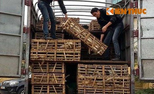 3 tons of living cats caught on way from China to Vietnamese restaurants