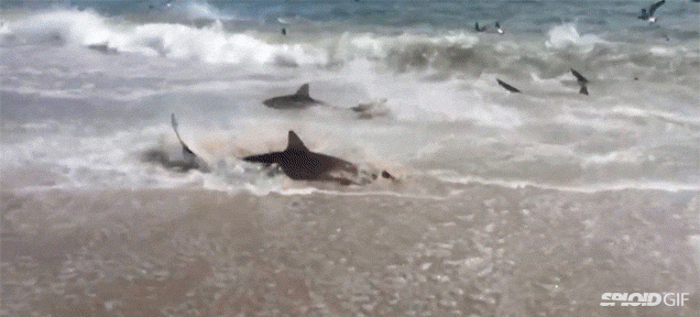 This beach infested with sharks on the sand is the most terrifying thing
