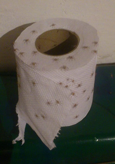 funny-fail-pic-toilet-paper-spider