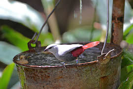 Keep Your Eyes Open for Lavender Waxbills in the Africa Aviary Down Pangani Forest Exploration Trail