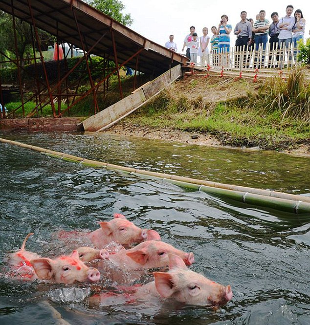 Onlookers cheer on the numbered pigs as they race towards the finish line for edible rewards