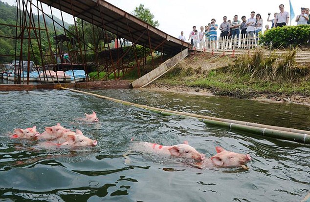 Tourists crowded alongside a platform to see the piglets leap into the water from the high platform