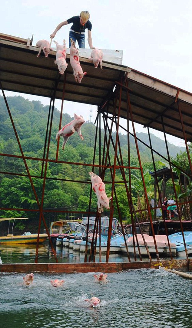 Pigs jump off a platform  and swim towards the finish line in the Shiyan Lake in the capital of Hunan Province
