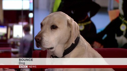funny-news-fail-dogs-bbc