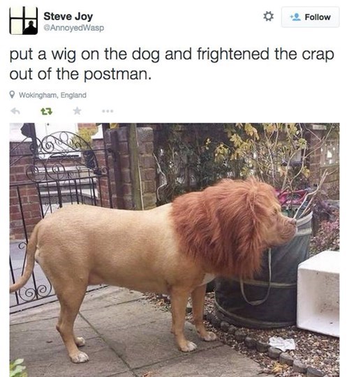 funny-twitter-prank-dog-lion