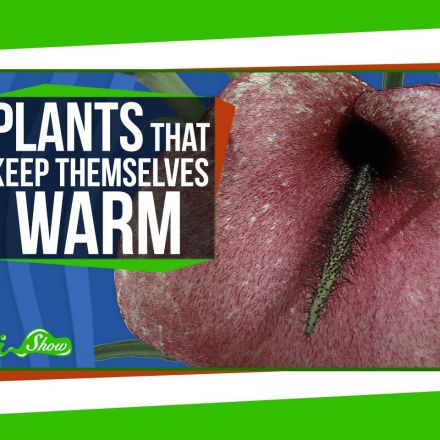 Plants That Keep Themselves Warm