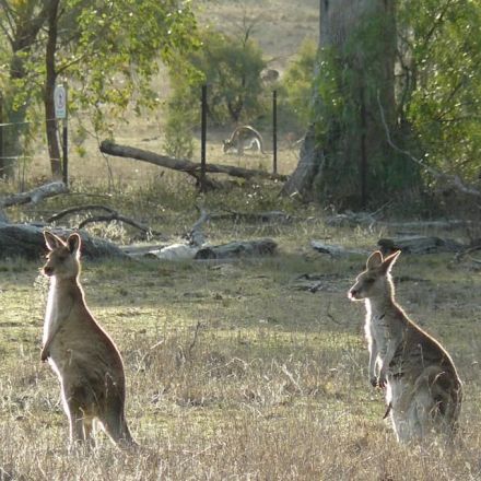 Shy female kangaroos have fewer 'friends' but gather in larger groups than bolder individuals