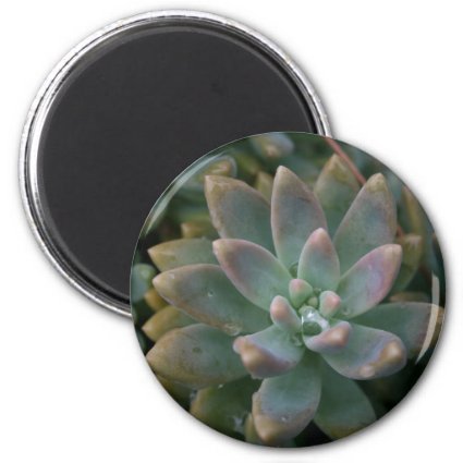 Interesting succulent plant, use as is or...... magnets